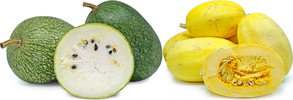 Comparison of cidra (green mottled skin, with white flesh & black seeds) and spaghetti squash (yellow skin, yellow flesh & white seeds).